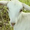 Baby Powerder Goat Milk Lotion 4oz