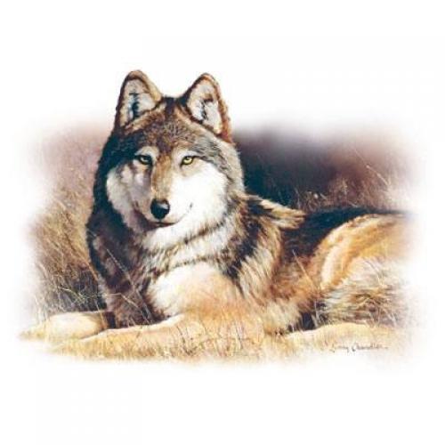Beautiful Wolf laying in a field on Sweatshirt - U Pic Size - Small to XXL