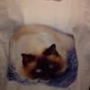 Here's Looking At You - Adult Sweatshirt with a Beautiful Blue Eye Cat - U P