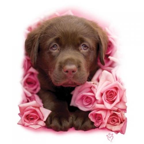Brown Lab Puppy laying in pink roses on White Sweatshirt - U Pic Size and Collar