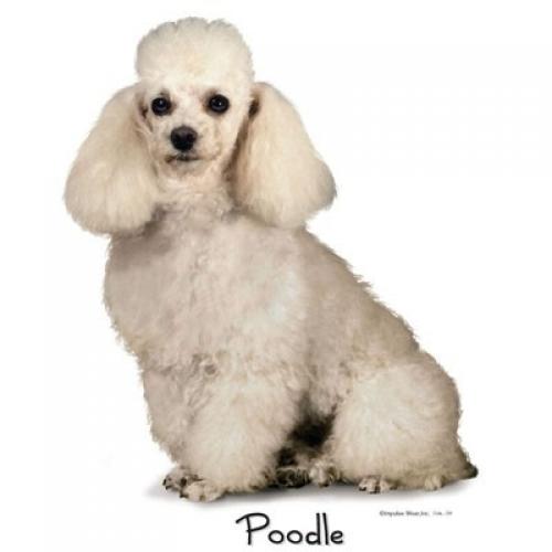 Here Doggy Doggy - White Poodle on Sweatshirt - U Pic Size and Collar - Small to